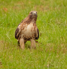 Redtail Hawk