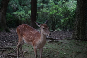 奈良の鹿さん