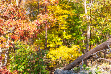 Great Falls orange autumn trees leaves color closeup in Maryland colorful foliage forest in Billy Goat Trail