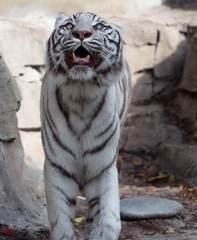 White Tiger 