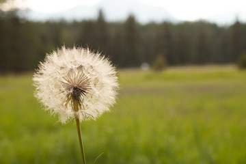 dandelion with field background 