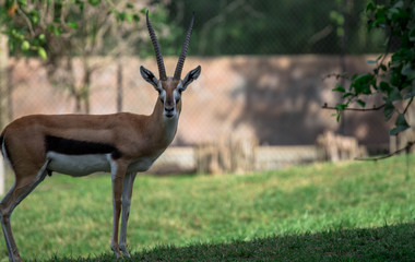 Gazelle in the Savannah 