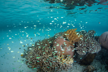 Small, colorful damselfish swim above a shallow reef in Raja Ampat, Indonesia. This part of the world is known for its incredible marine biodiversity and is a destination for divers and snorkelers.