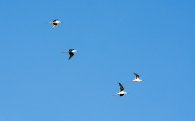 A flock of Black-winged Stilt (Himantopus himantopus) in flight against blue clear sky.