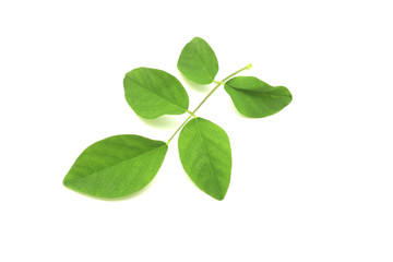 Green leafs on White background with clipping path.