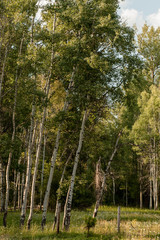 birch trees on the edge of a field 