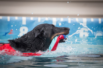 Black Dog Swimming with Toy / Dock Diving AKC 