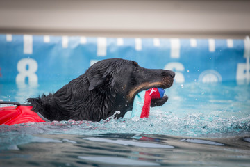 Black Dog Swimming with Toy / Dock Diving AKC 