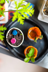 Flat top above view of colorful blue red purple cacti and green potted plants in pots and cups at home