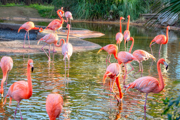exotic park with flock of flamingo  © Leilani