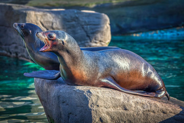 two seals standing on a big rock in the water 