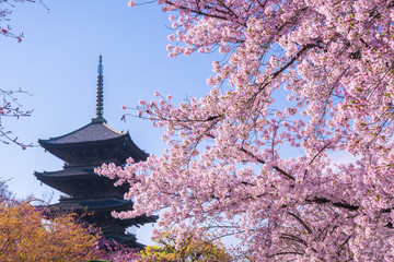 京都　東寺　五重塔　桜