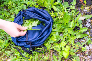 Young woman female hand picking wild green dandelion leaves for health on trail in park field or...
