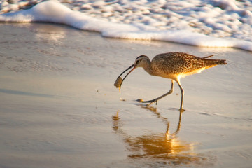 Long Billed Curlew