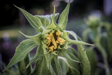 Obraz premium sunflower blossoming