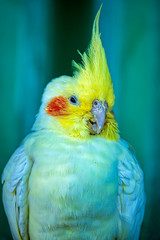 bird calopsita - photo of calopsita in detail in Brazil