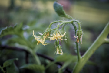 tomato blossoms