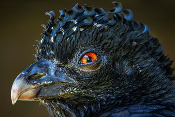 Obraz premium Crax alector bird aka Mutum-Poranga, exotic brazilian bird - Photo Close-up of the head of a bird Crax alector aka Mutum-poranga