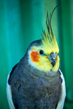 bird calopsita - photo of calopsita in detail in Brazil