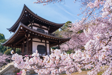 京都　勧修寺の桜　