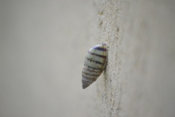 caracol