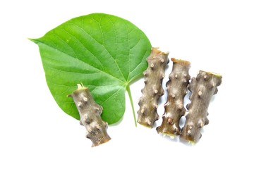 Tinospora crispa with heart green leaf on white background, Medicinal properties help treat diseases.