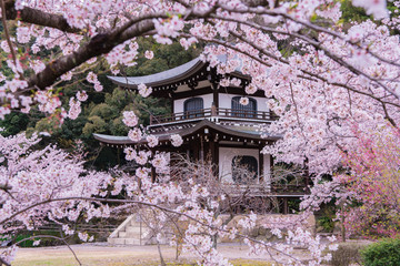 京都　勧修寺　桜
