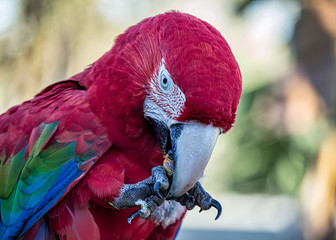 red macaw aka Arara vermelha - photo in detail of red macaw feeding on fruit