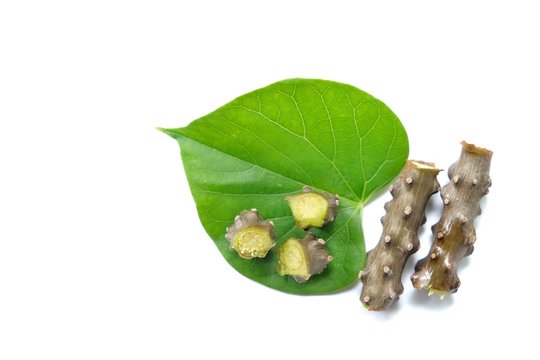 Tinospora crispa or Heart leaved moonseed or Tinospora cordifolia (Menispermaceae) three-part on heart green leave with white background. Medicinal properties help treat diseases.