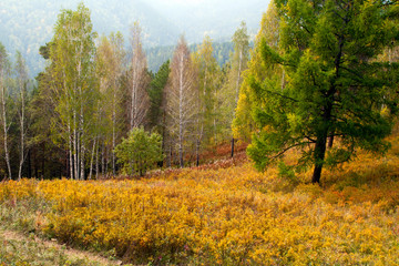 Krasnoyarsk Russia, Stolby National Park meadow in early autumn sunshine