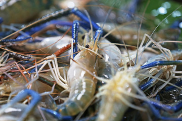 Fresh shrimp closeup in the market