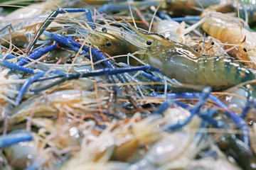 Fresh shrimp closeup in the market