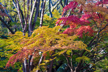 日本の四季　紅葉　背景素材