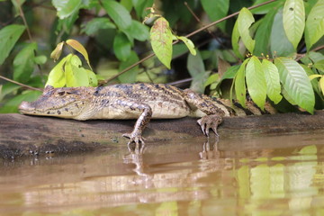 Crocodile on a Branch