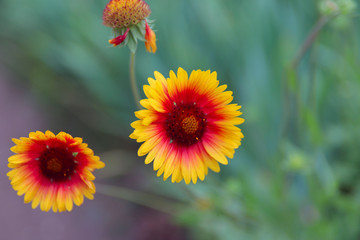 Floral background. Yellow with red flowers coreopsis on a sunny day on a background of green grass. Horizontal, close-up, place for text on the right. Concept of natural beauty.