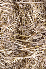 Background texture of yellow straw. View from above, vertical, close-up, free space, in the open air. Concept of agriculture and ecology