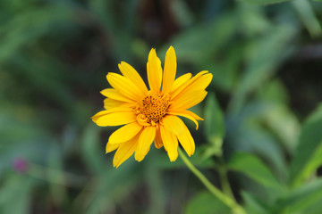 Floral background.The yellow flowers of Helenium on a sunny day against the background of green grass. Horizontal, close-up, place for text. Concept of natural beauty.