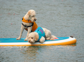 Two White Poodles out for a Ride on a Paddle Board at the Local Lake