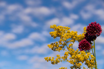 Background of wildflowers. Red wild onion flower and Solidago yellow inflorescence against the blue sky with white clouds. Horizontal, nobody, place for text. Nature and botany concept.