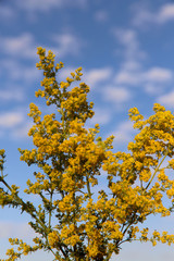 Fototapeta premium Background of wildflowers. Yellow solidago inflorescence against the blue sky with white clouds. Vertical, nobody, place for text. Concept of nature and botany.