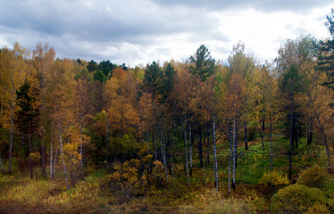 Fototapeta na wymiar Rural Siberia Russia, view of birch woodland with autumn leaves from the trans-siberian train 