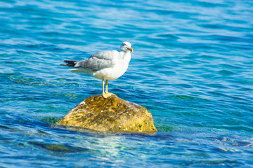 Seagull standing on a rock in the sea
