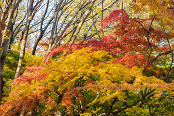 日本の四季　紅葉　背景素材