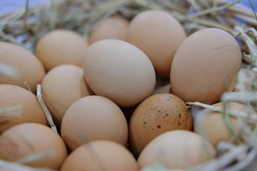 Chicken eggs on the rice straw 