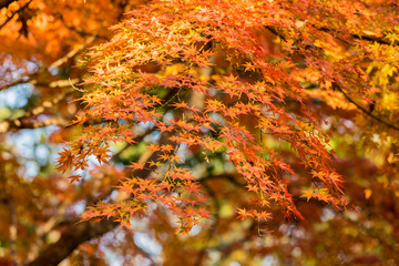 日本の四季　紅葉　背景素材