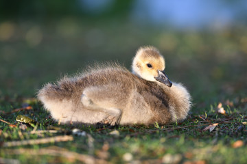 Baby Gosling resting on the grass
