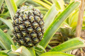 Closeup of a Pineapple in Green House of Sao Miguel, Azores, Portugal