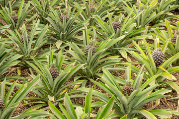 Pineapples Growing in a Green House