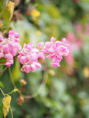 Fototapeta na wymiar Pink flower of Mexican creeper