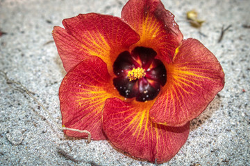 Dieses einzigartige Foto zeigt eine rote exotische Blume, die im Sand liegt. Dieses Bild wurde auf einer Insel der Malediven aufgenommen